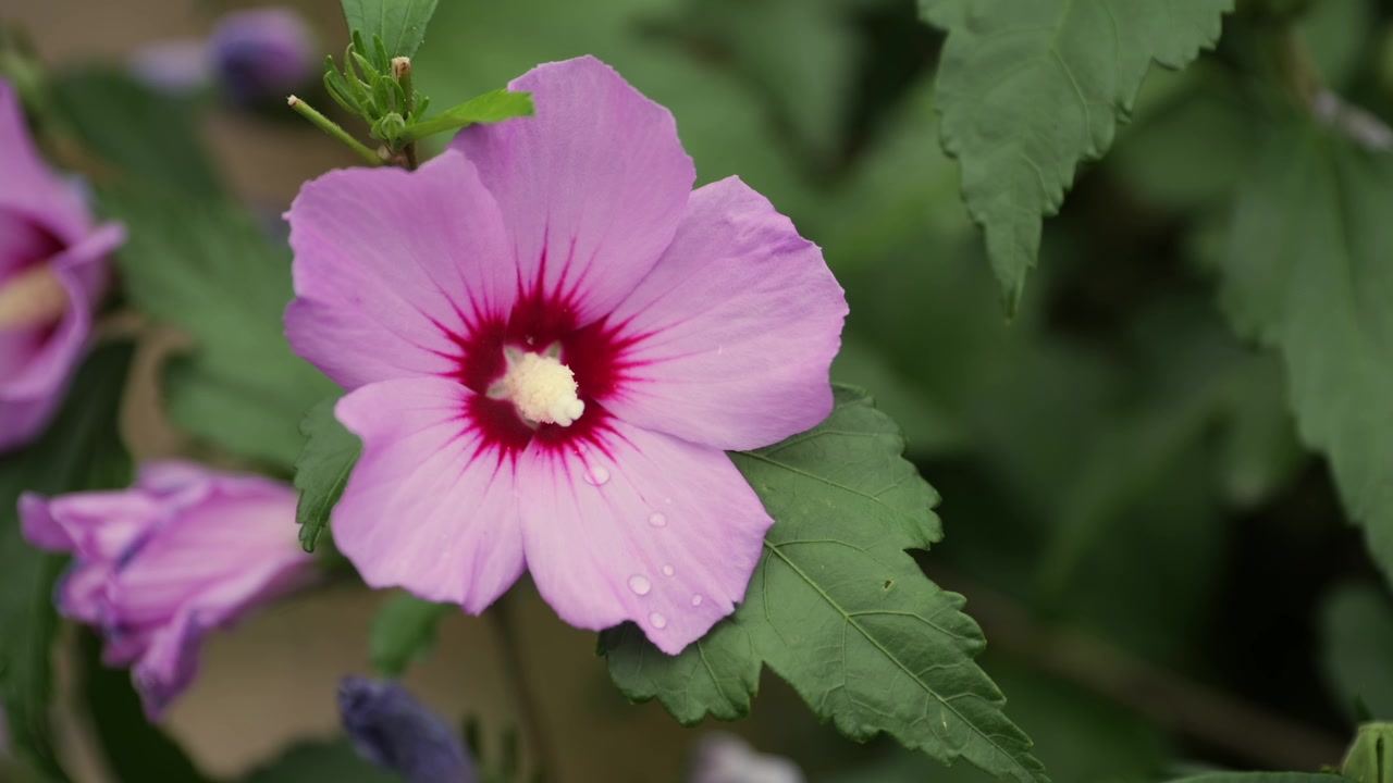 Primo piano ravvicinato di un fiore di ibisco rosa con gocce di rugiada e foglie verdi.
