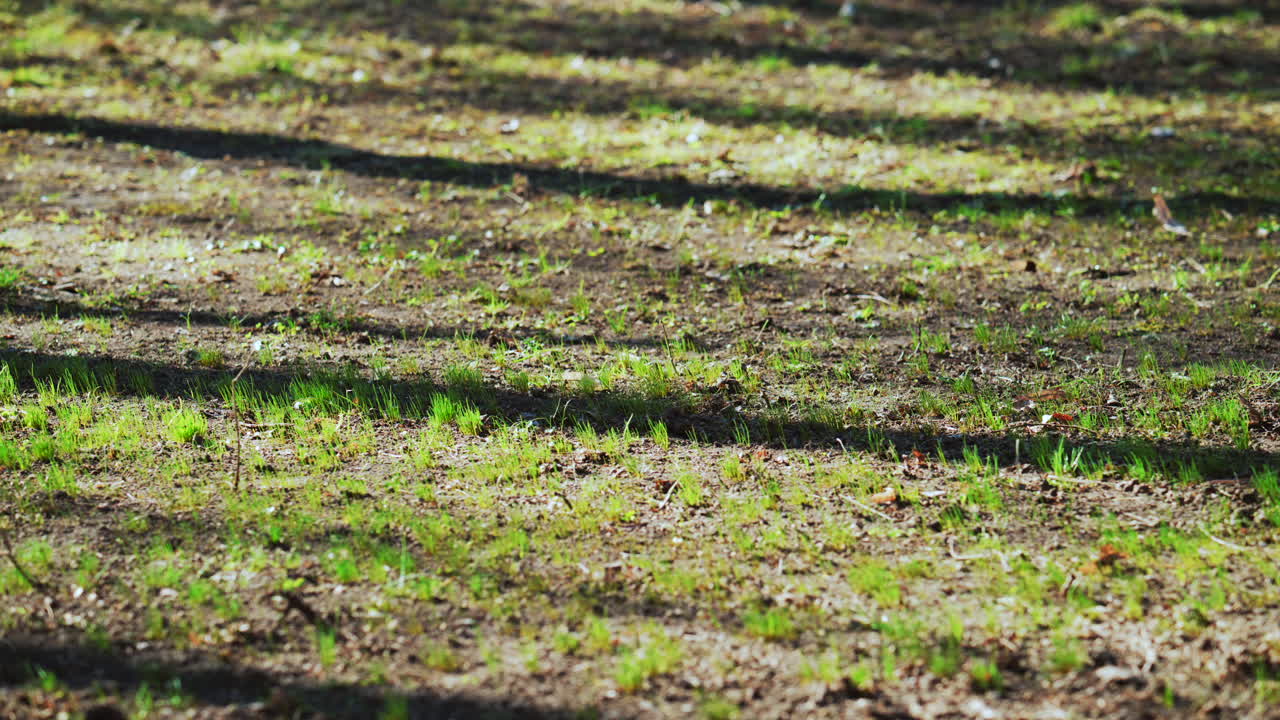 Sunlit ground with growing grass and tree shadows creating natural patterns