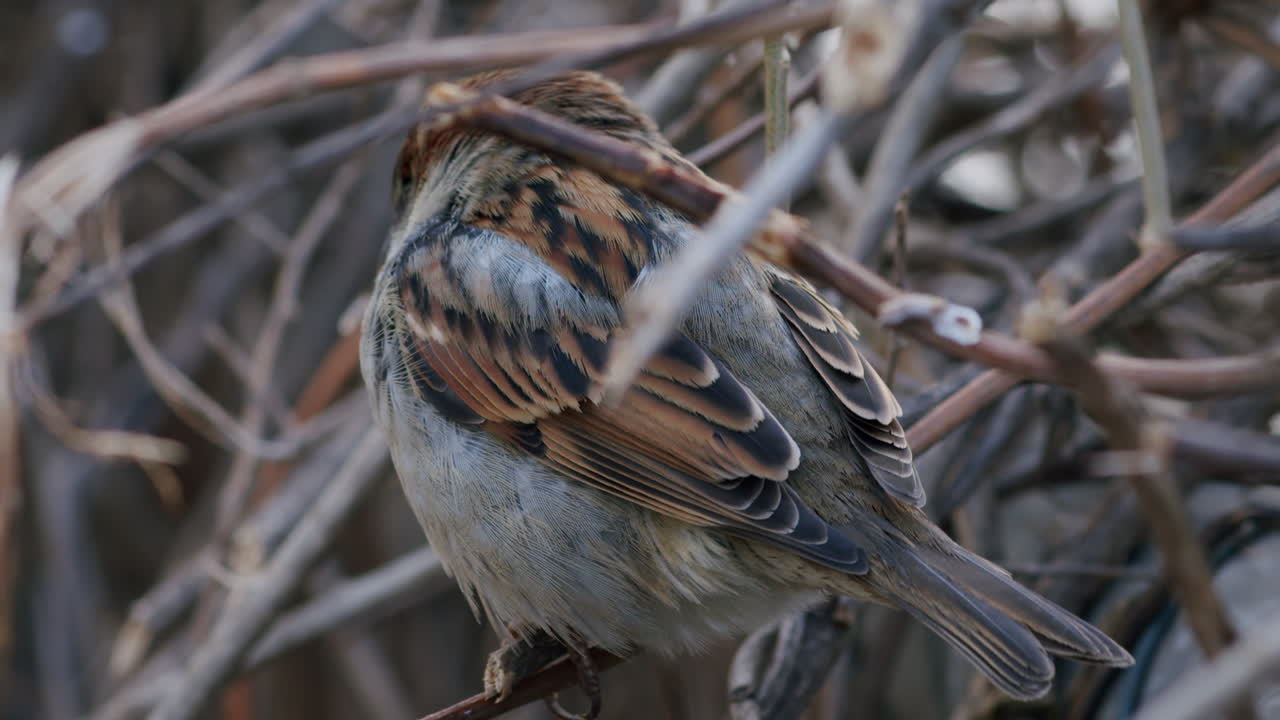 Closeup of house sparrow perched on a branch, bird sitting in barren bush