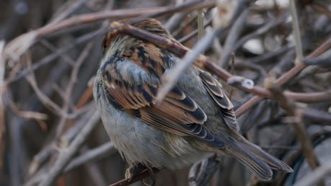 closeup of house sparrow perched on a branch, bird sitting in barren bush