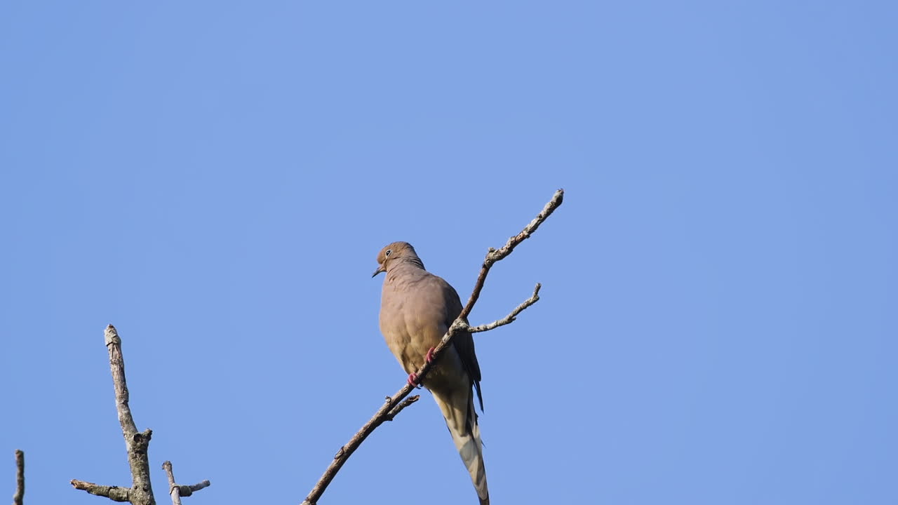 Una tortora lamentosa beige appollaiata sulla cima di un albero spoglio su uno sfondo di cielo blu