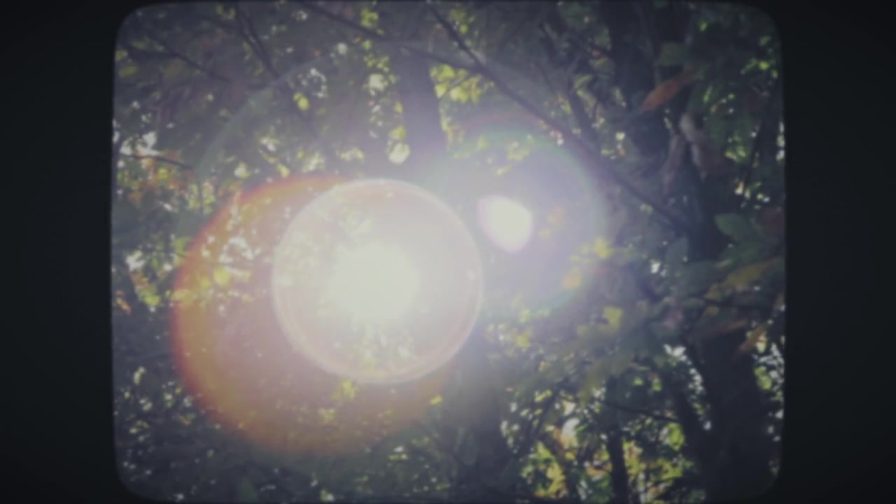 Sun flares between tree branches