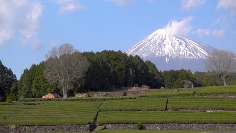 typical japanese landscape with green tea fields and mont fuji in background