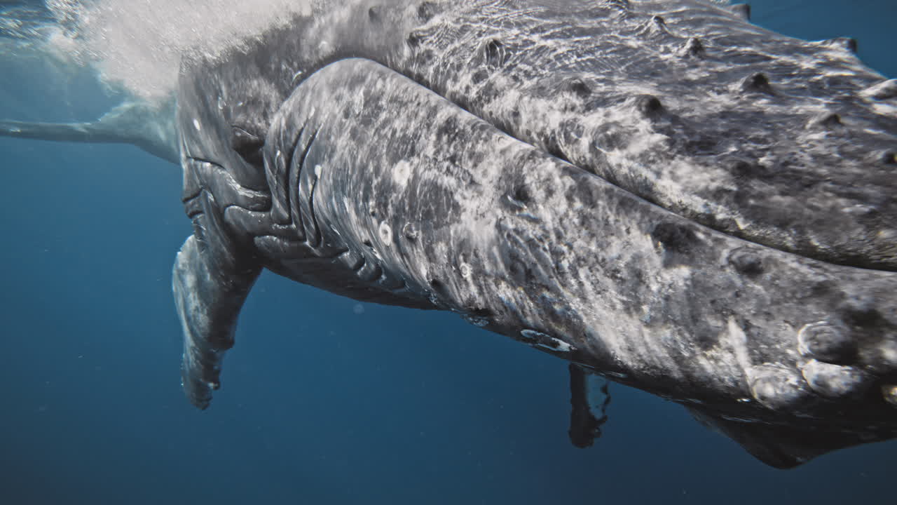 Extreme closeup of Humpback whale head and mouth underwater shows scars