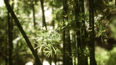 Green-bamboo-forest-in-Hawaii