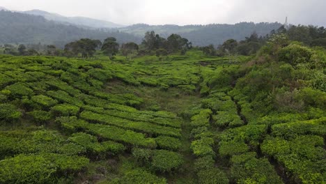 vista aérea de la plantación de té fresco en la colina, cámara de drones moviéndose cerca de la plantación de té con paisaje montañoso