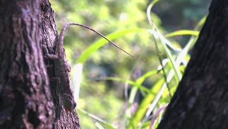 lagarto marrón en el árbol con cola larga y boca abierta