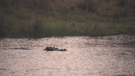 Flusspferd-Untergetaucht-Im-Fluss,-Der-Sich-Langsam-Gegen-Den-Strom-Dreht,-Südafrika