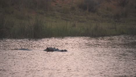 hipopótamo sumergido en el río girando lentamente contra la corriente, sudáfrica