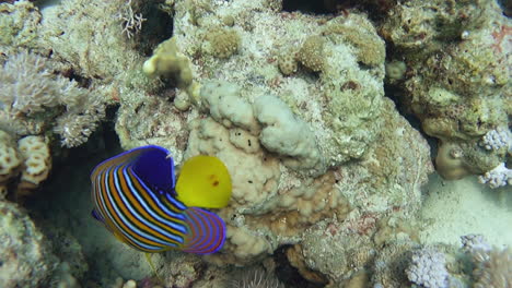 Ein-Farbenfroher-Kaiserfisch-Versteckt-Sich-Und-Sucht-Im-Korallenriff-Nach-Nahrung