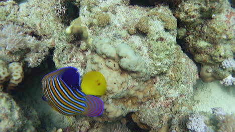 a colorful royal angelfish hides and searches for food in the coral reef