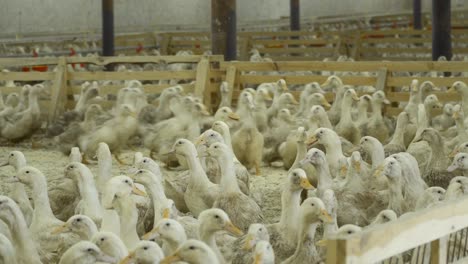 a lot of ducks inside the paddock at poultry farm