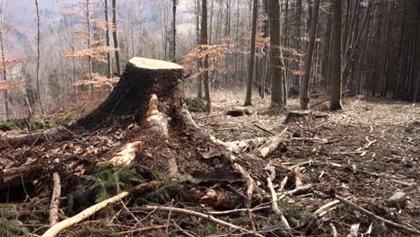 Schwer-Beschädigter-Wald-Nach-Umfangreicher-Abholzung-Mit-Verbliebenen-Baumstümpfen-Und-Ästen