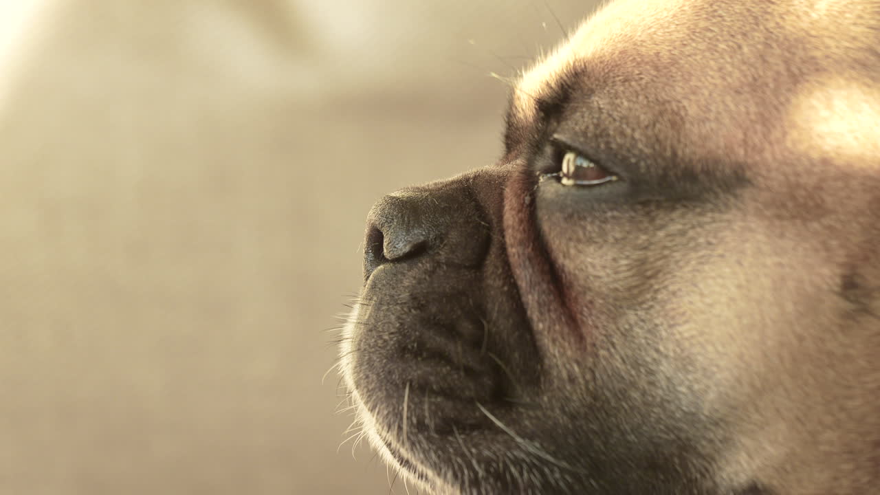 French Bulldog's profile with a soft focus background, showcasing detail in fur texture, close-up