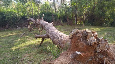 Viejo-Tronco-De-árbol-Tirado-En-El-Suelo-En-Prados-Durante-El-Día-Soleado-En-Tailandia