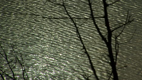 sun glare highlights surface waves on lake with bare trees in foreground