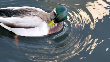 Duck-clean-with-water-in-pond,-reflecting-water-around,-but-sunset,-Los-Angeles