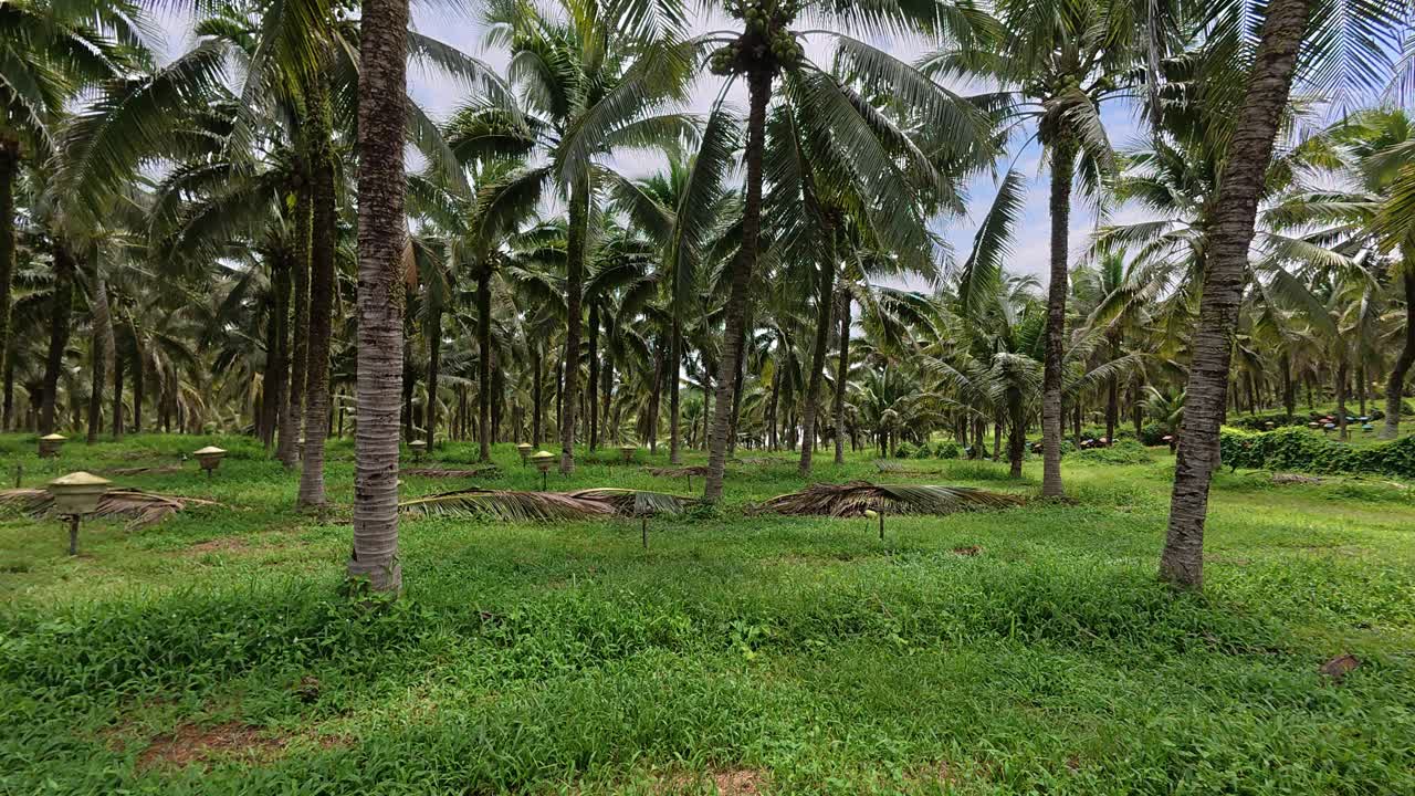 Uma vasta plantação apresenta coqueiros maduros prontos para a colheita. As fileiras são limpas, bem conservadas e altamente organizadas. Palmeiras verdejantes produzem uma colheita abundante nesta fazenda panorâmica.