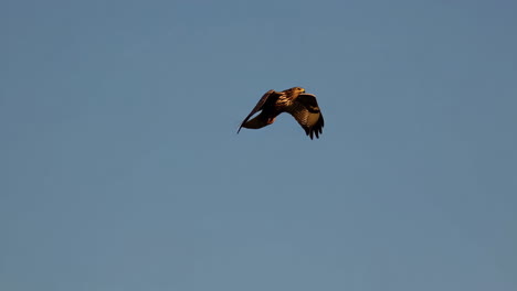 hawk in flight