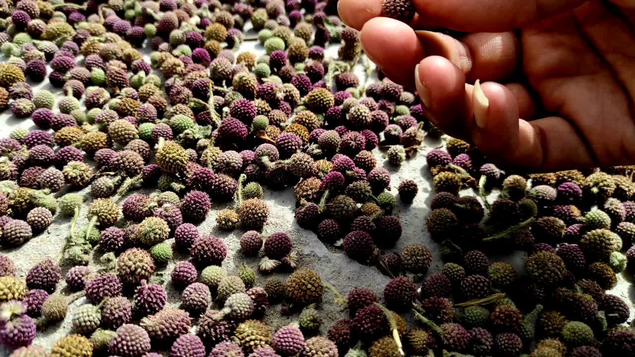 gorakhmundi ayuda a superar varios tipos de problemas de salud. es una medicina ayurvédica