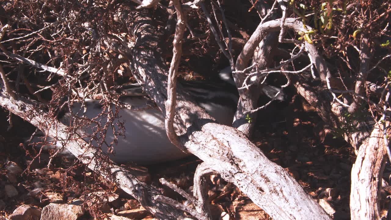 태양으로부터 자신을 보호하기 위해 나무 덤불 아래로 가는, 바야 부스타만테에서 모래를 발로 파는