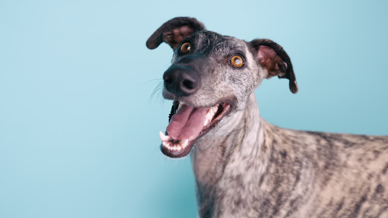 Happy Greyhound Portrait