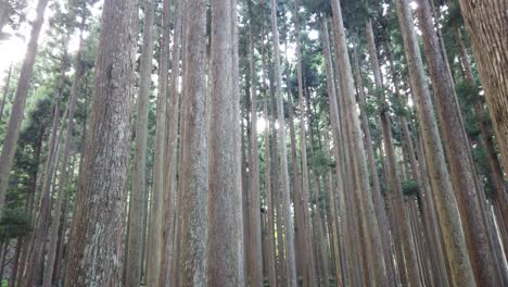 troncos de árboles en un bosque de pinos en japón panorámica a la izquierda disparo, paisaje rural, japonés calma atmósfera zen