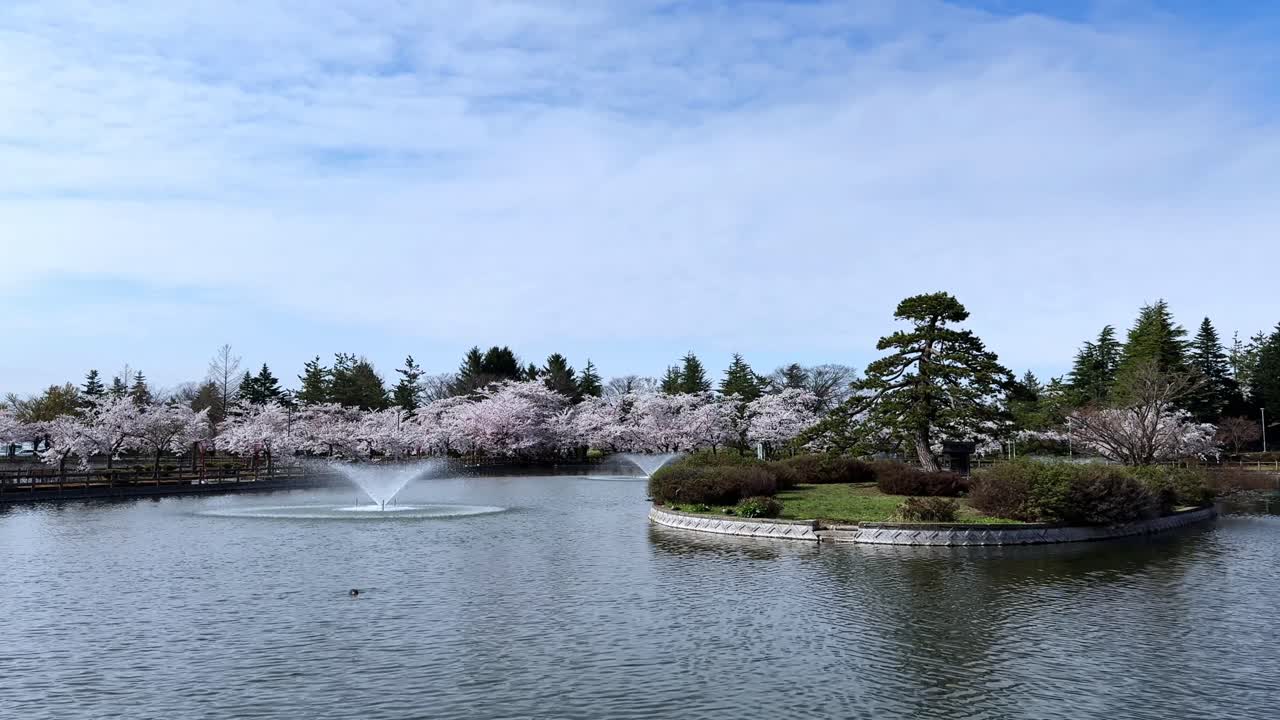 Tranquil view of Sakura Park's pond with fountains and cherry blossoms in Aomori, Japan
