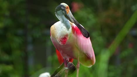 Exotic-roseate-spoonbill,-platalea-ajaja-with-striking-pink-plumage,-perched-stationary,-wondering-around-the-surroundings,-close-up-shot-of-a-large-wading-bird-species