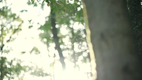 horizontal paning of a tree in a forest, covered in moss, sunlight backlit in slowmotion