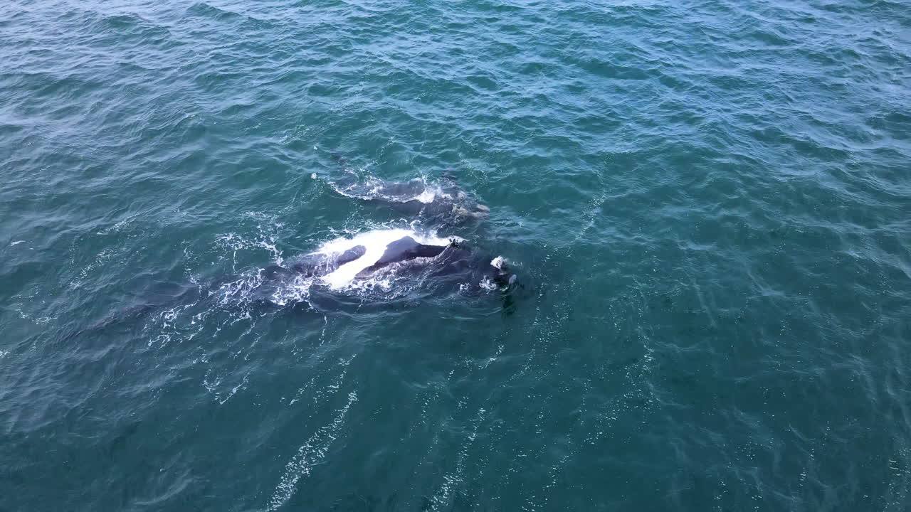 송아지 고래가 등에 떠있는 어미를 핥고, 케이프 고래 해안, 공중선