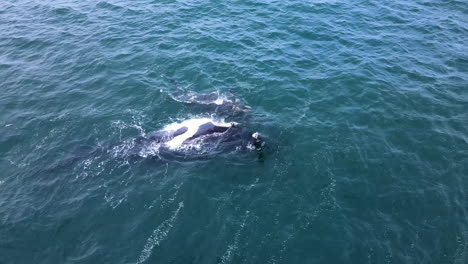 cría de ballena acaricia a su madre flotando sobre su espalda, costa de ballenas del cabo, antena