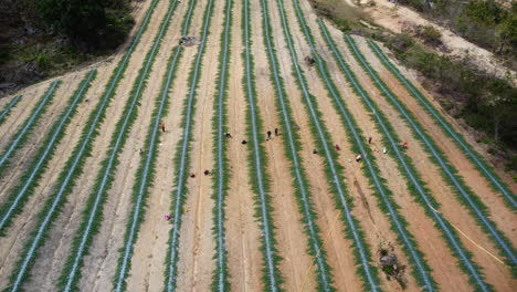 rows of new farmland area in vietnam with working people, aerial orbit view