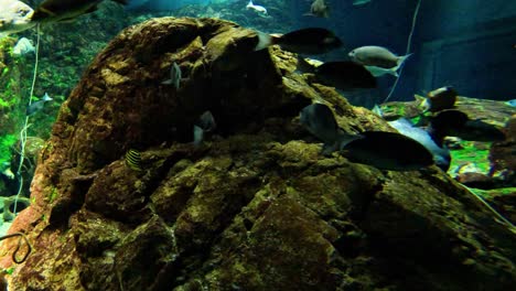 fish glide around a large rock in an aquarium