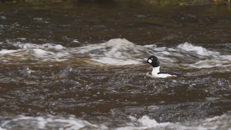 swedish delight: admiring the vibrant plumage of a male common goldeneye in a raging river