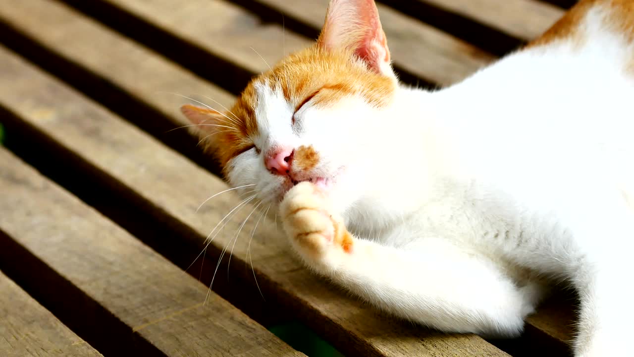 Baby cat licking Paws and fur to cleanning.