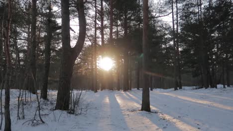 low sun shining through the trees in a forest covered in snow, tracking left shot