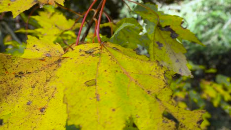primer plano de hojas cambiantes en otoño