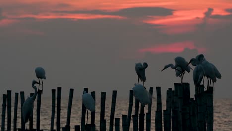 The-Great-Egret,-also-known-as-the-Common-Egret-or-the-Large-Egret