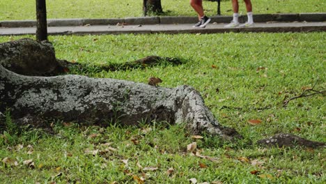 Shot-of-a-squirrel-sitting-on-a-tree-root-in-a-city-park-in-Ho-Chi-Minh-City,-Vietnam