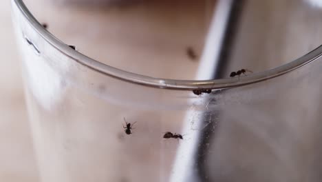 las hormigas se arrastran por el borde del vidrio en el fregadero de la cocina, macro, zoom lento