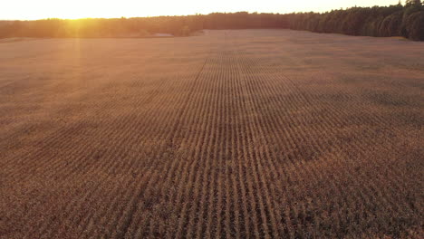 campo de maíz en filas con dolly lejos de la puesta de sol baja y la línea de árboles