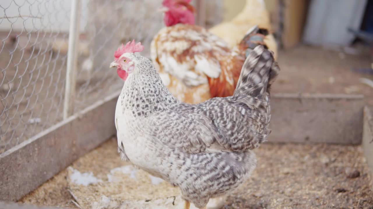 pollo en gallinero. filmado en cámara lenta