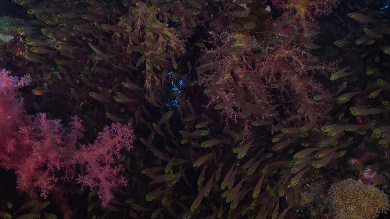 Molti pesci di vetro nuotano sulla barriera corallina con corallo molle rosa nel Mar Rosso