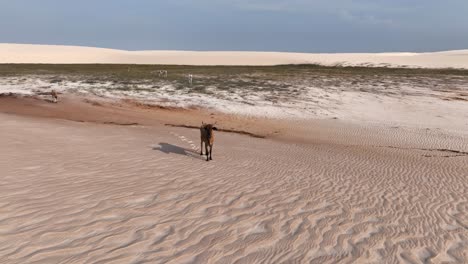 lone cow walks across the vast sand dunes of lencois maranhenses, brazil, under a blue sky