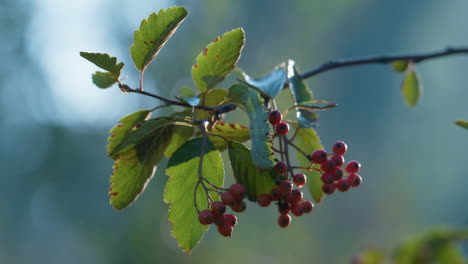 rowanberry bunch autumn season close up. green ashberry tree growing outdoors.