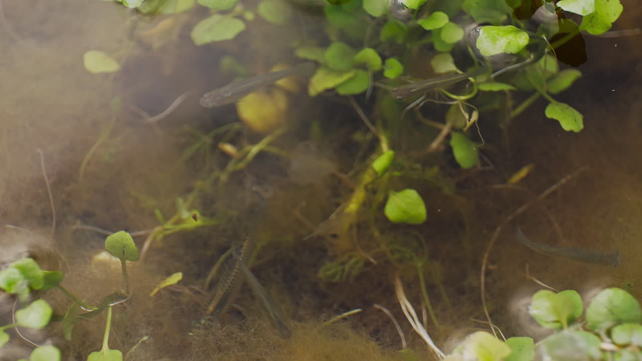 peces diminutos alimentándose en aguas poco profundas del pantano.