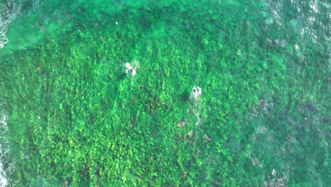 Emerald-Waves:-Aerial-View-of-Surfers-on-Sydney's-Lush-Green-Reef,-Northern-Beaches,-Australia