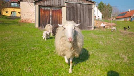 sheep herd in a barn -  wide shot