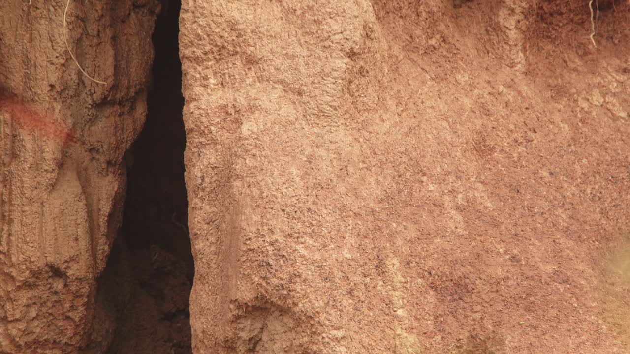 un par de guacamayos azules y amarillos sentados entre una bandada de guacabayos escarlata despega de la lechada de arcilla de chuncho